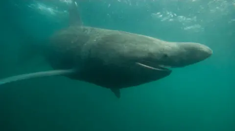 Getty Images A photograph of a basking shark underwater with its mouth open and one eye facing the camera.