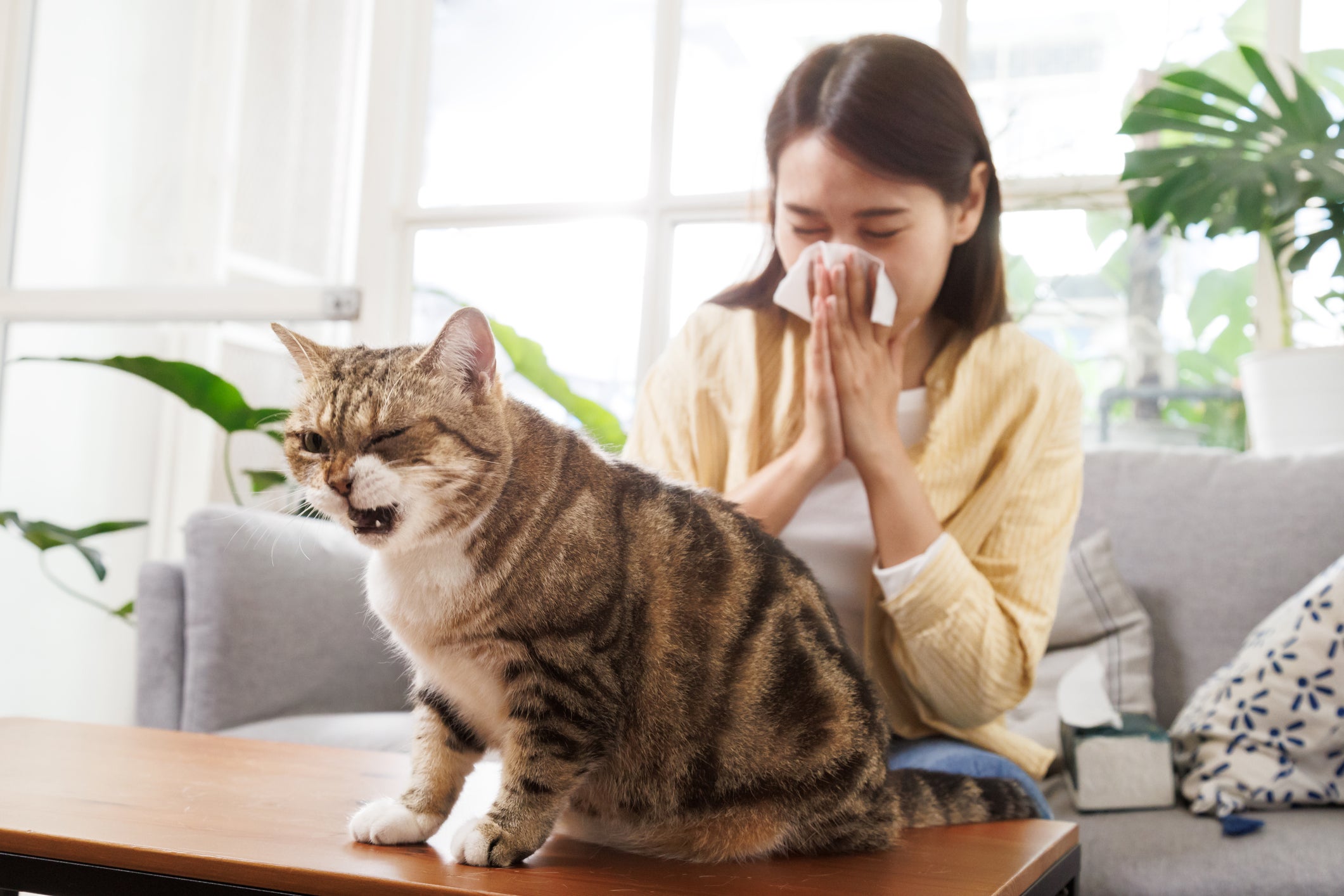 Pets live in about six out of 10 U.S. households, and are another common source of a sneeze or wheeze
