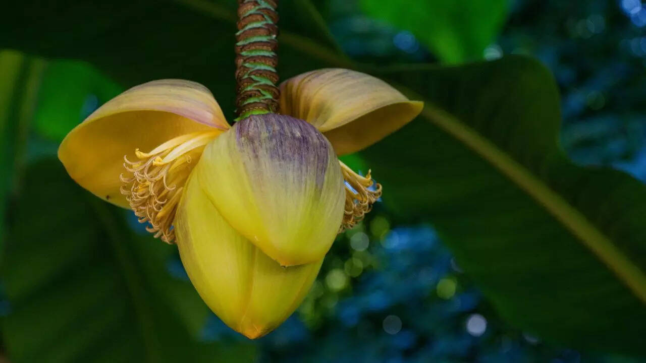 Banana flower is a staple in traditional Indian meals