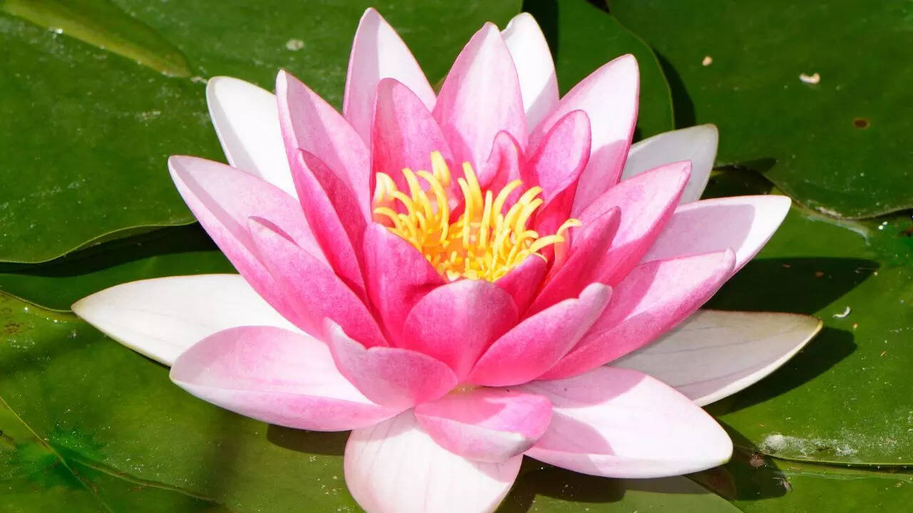 Lotus flower in older culinary traditions