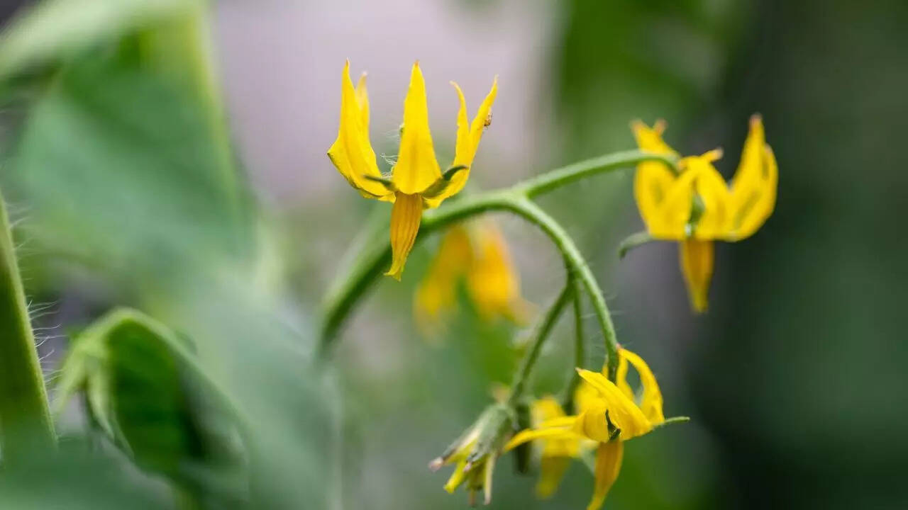 Mahua flower as a source of nourishment